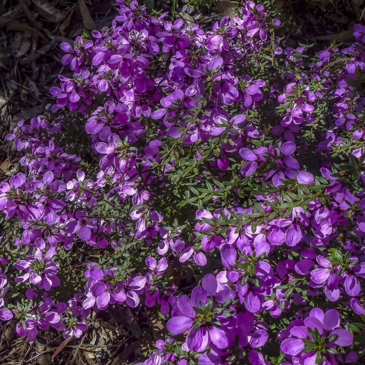 Tetratheca thymifolia – Native Shrub