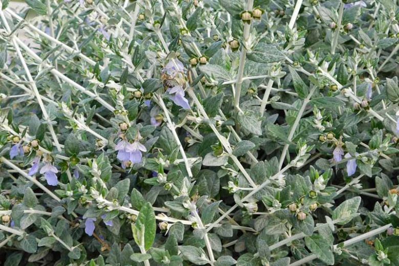 Teucrium fruticans (Tree Germander)