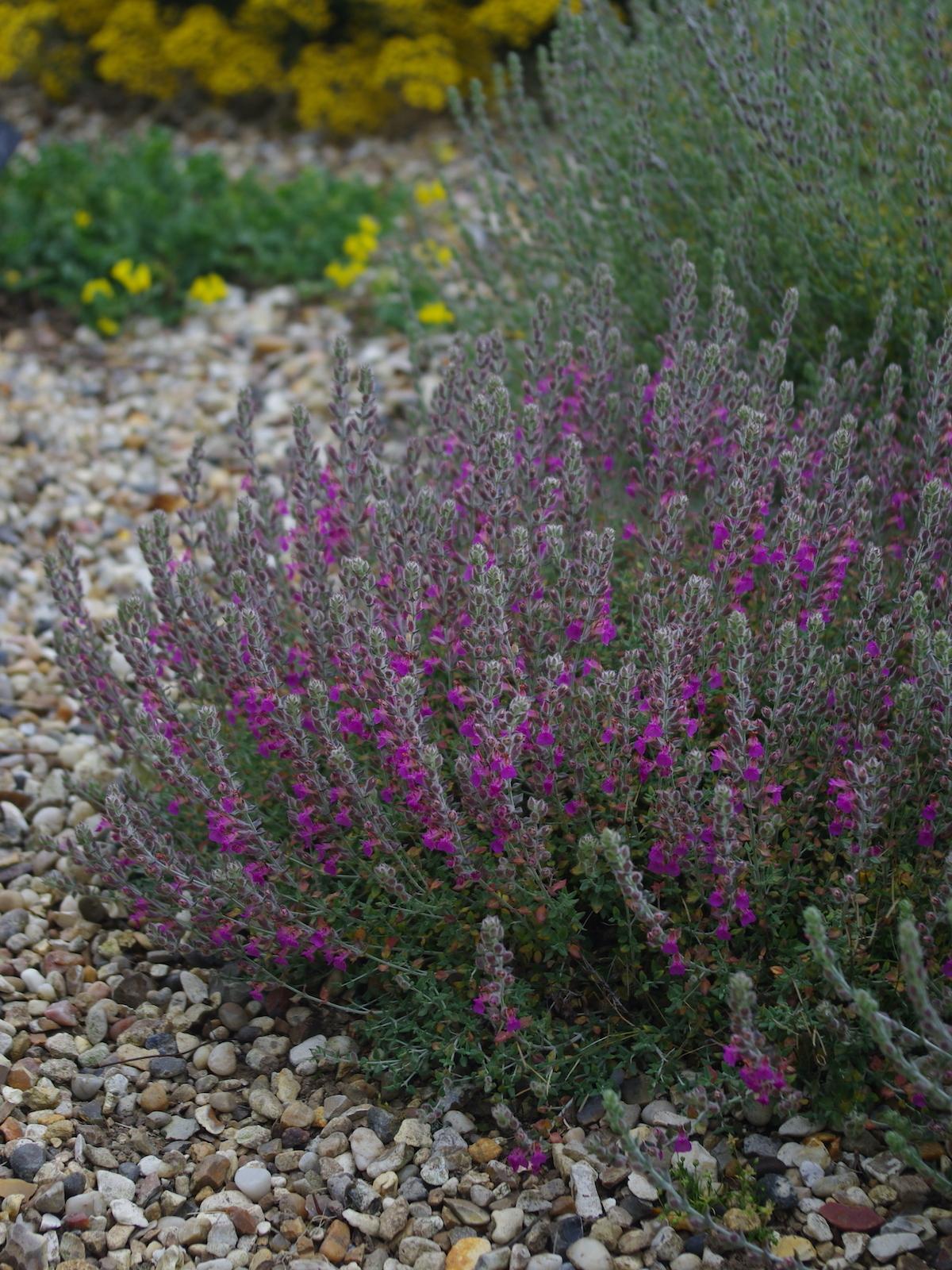 Teucrium Marum (Cat Thyme)