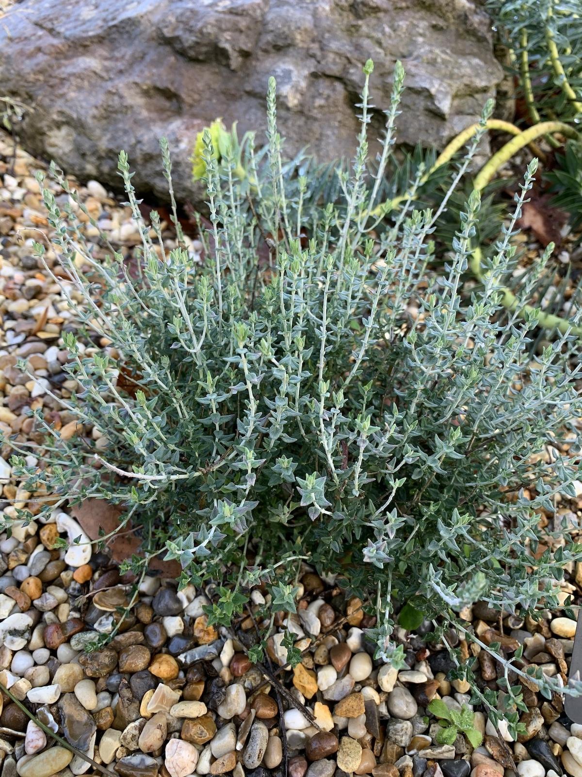 Teucrium Marum (Cat Thyme)