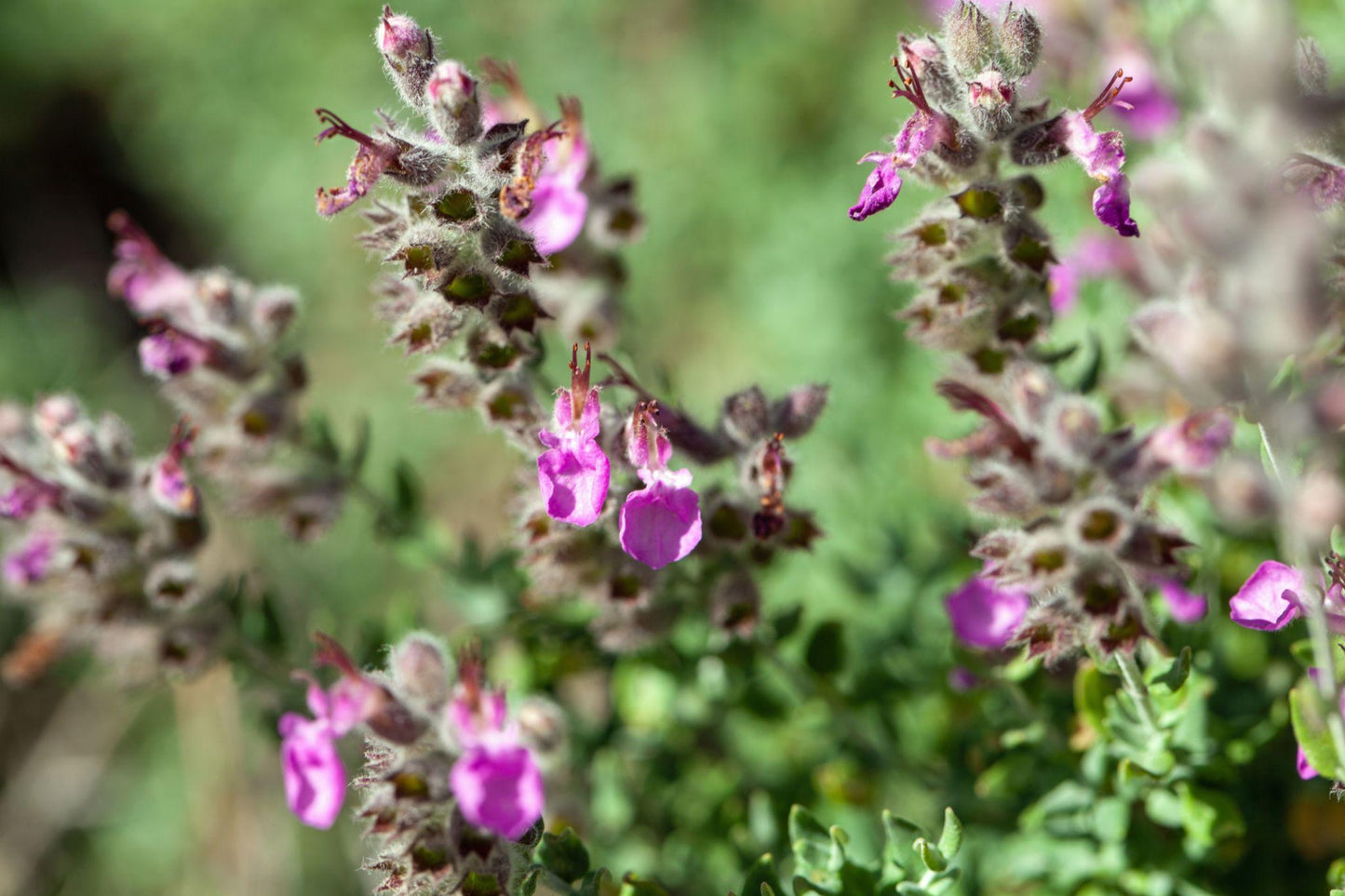 Teucrium Marum (Cat Thyme)