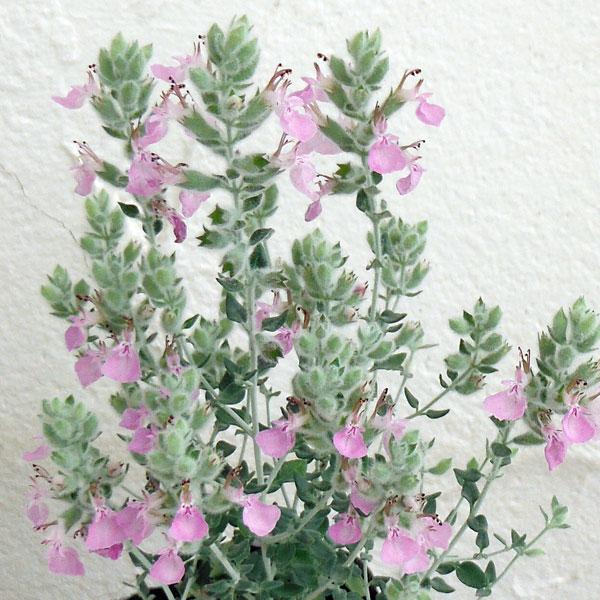 Teucrium Marum (Cat Thyme)