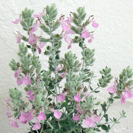 Teucrium Marum (Cat Thyme)