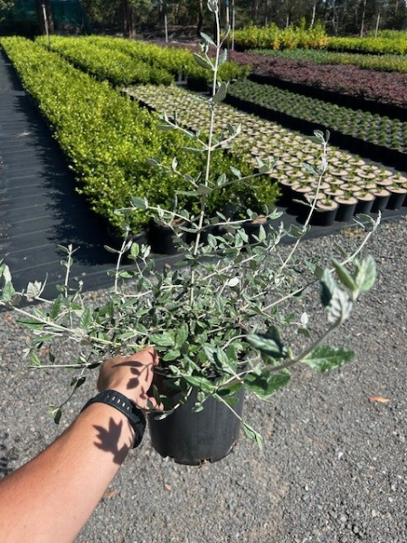Teucrium Fruticans (Tree Germander)