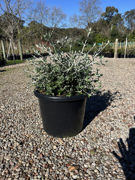 Teucrium Fruticans (Tree Germander)