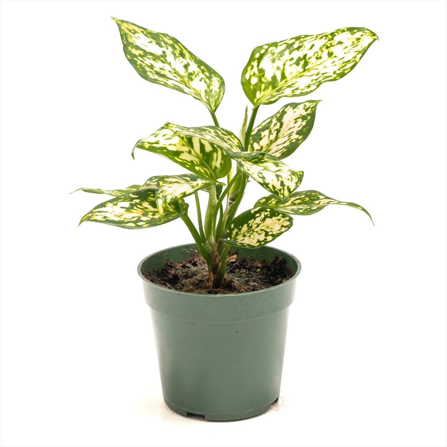 Aglaonema ‘Eileen’ (Chinese Evergreen)