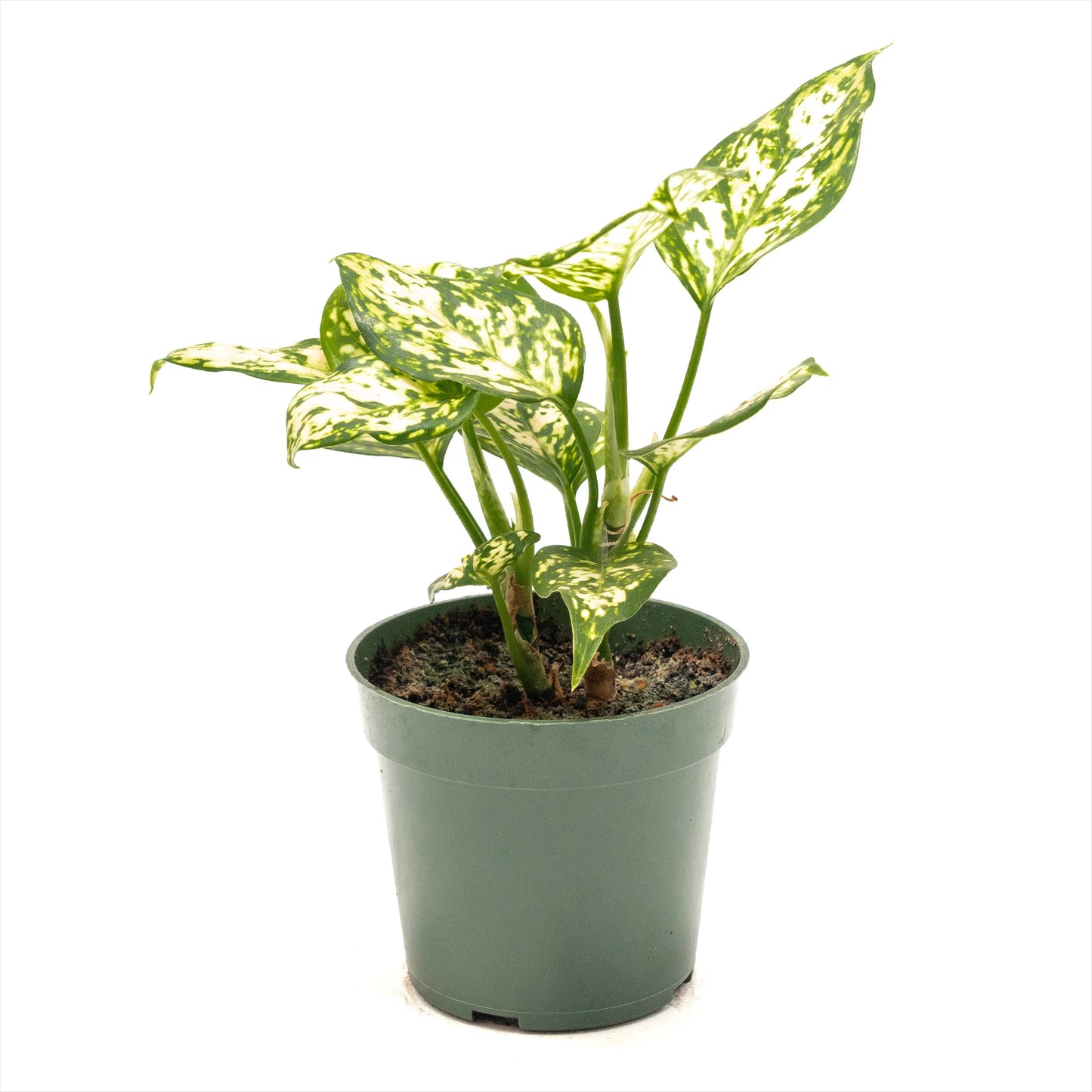 Aglaonema ‘Eileen’ (Chinese Evergreen)