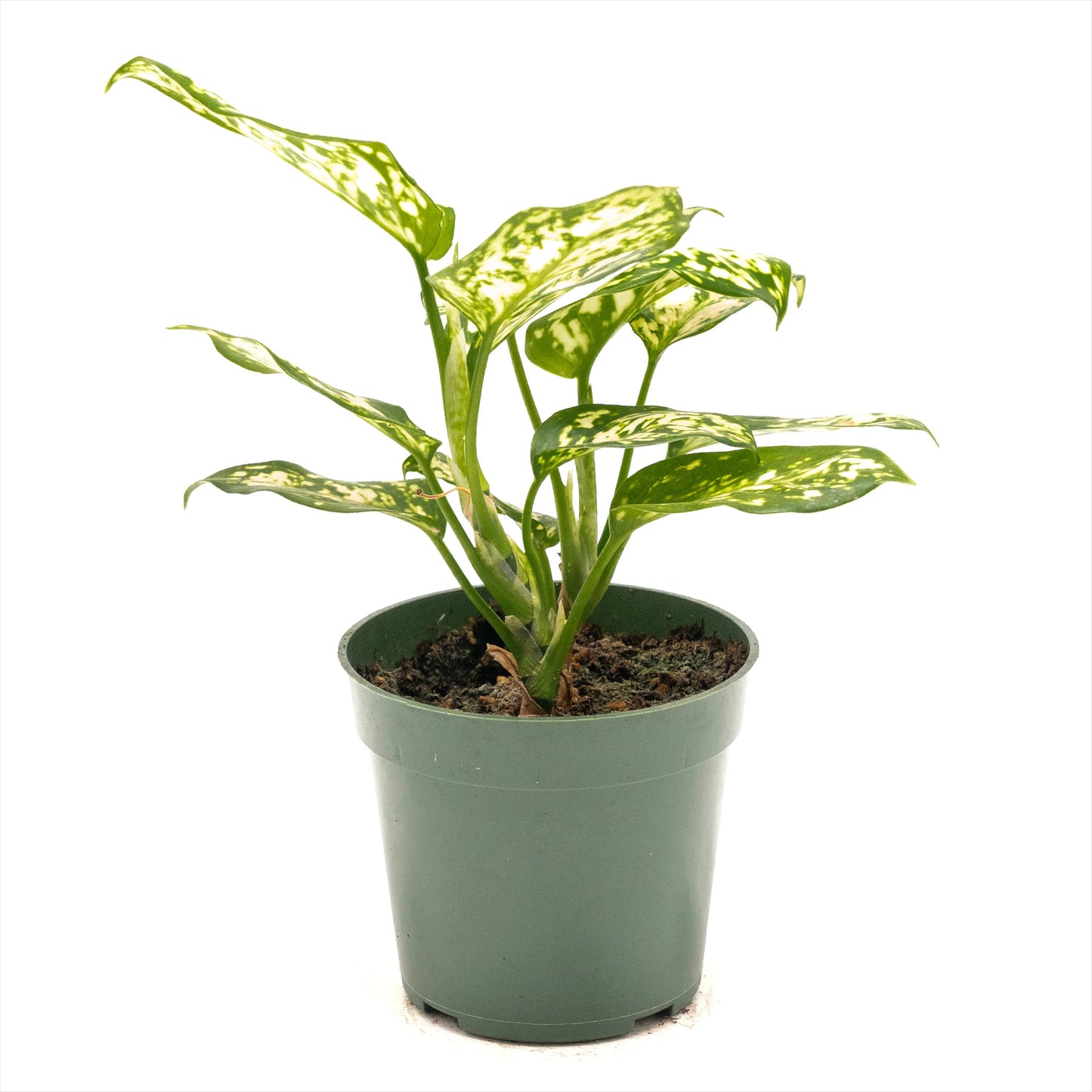 Aglaonema ‘Eileen’ (Chinese Evergreen)
