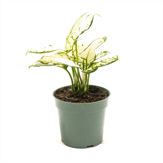 Aglaonema ‘White Valentine’ (Chinese Evergreen)