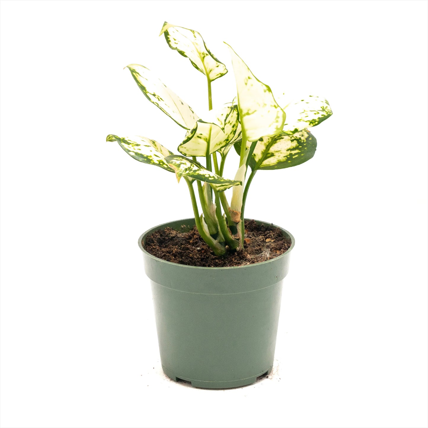 Aglaonema ‘White Valentine’ (Chinese Evergreen)