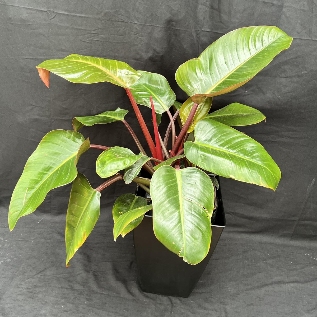 Philodendron ‘Congo’ (Congo Philodendron)