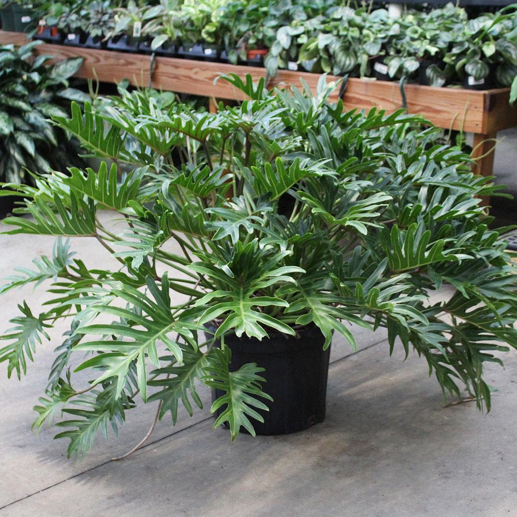Thaumatophyllum Xanadu (Xanadu Philodendron)