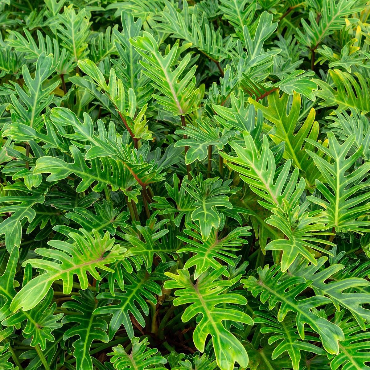 Thaumatophyllum Xanadu (Xanadu Philodendron)