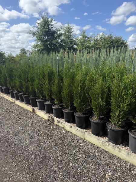 Thuja Plicata ‘Fastigiata’ (Fastigiate Western Red Cedar)