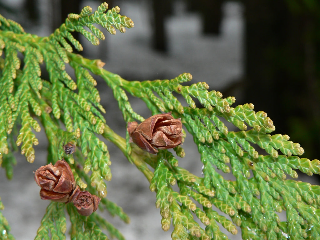 Thuja Plicata (Western Red Cedar)