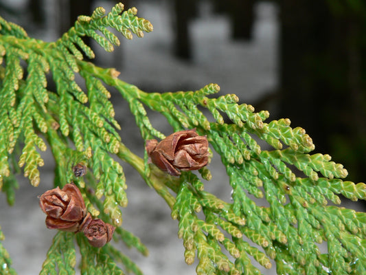 Thuja Plicata (Western Red Cedar)