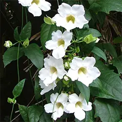 Thunbergia grandiflora ‘Alba’ (White Bengal Clock Vine)