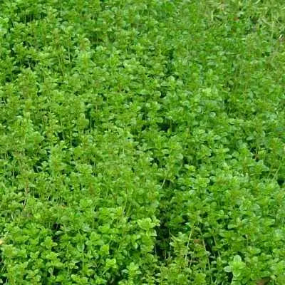 Thymus Vulgaris (Common Thyme)