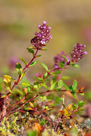 Thymus Pulegioides (Bergamot Thyme)