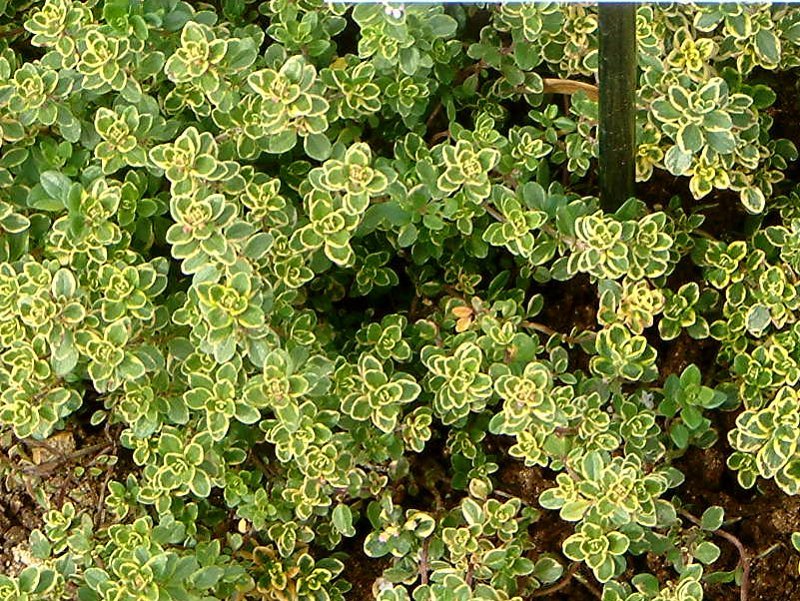 Thymus Citriodorus ‘Variegata’ (Variegated Lemon Thyme)