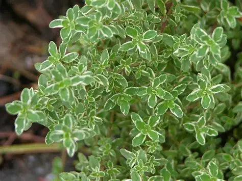 Thymus Citriodorus ‘Variegata’ (Variegated Lemon Thyme)