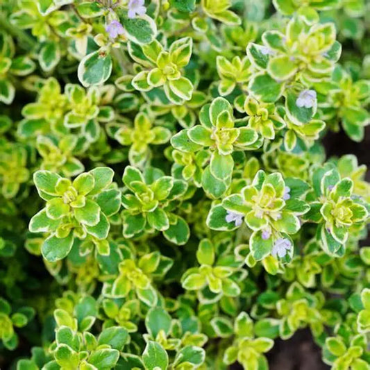 Thymus Citriodorus ‘Variegata’ (Variegated Lemon Thyme)
