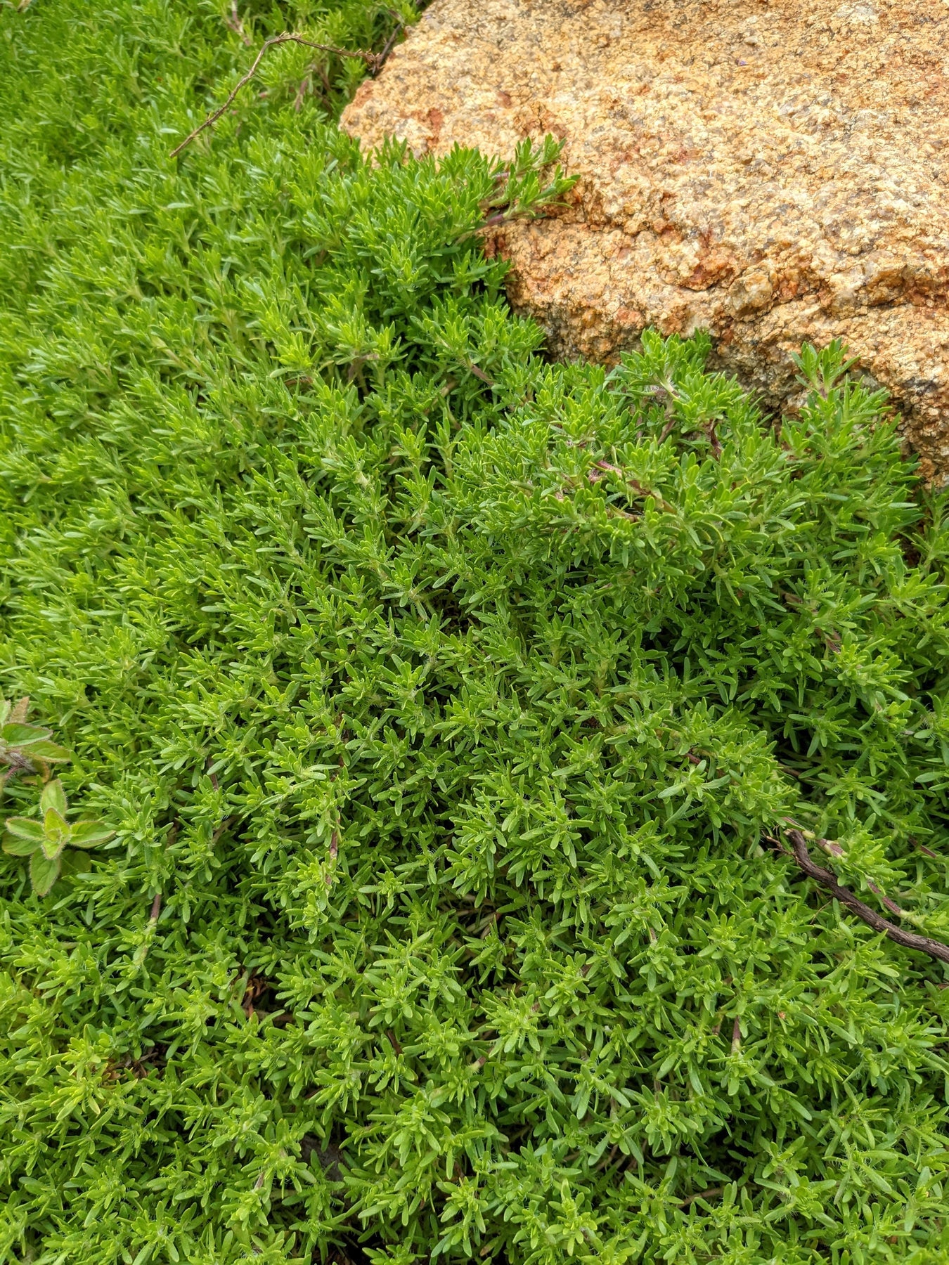 Thymus Fragrantissimus (Orange Peel Thyme)