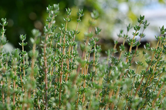 Thymus Vulgaris (Bbq Thyme)