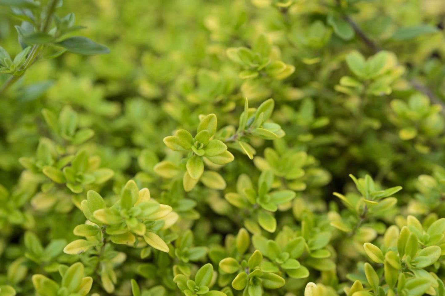 Thymus Pulegioides (Bergamot Thyme)