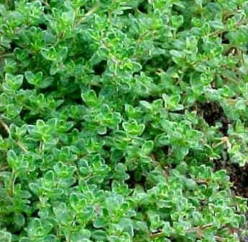 Thymus Vulgaris (Bbq Thyme)