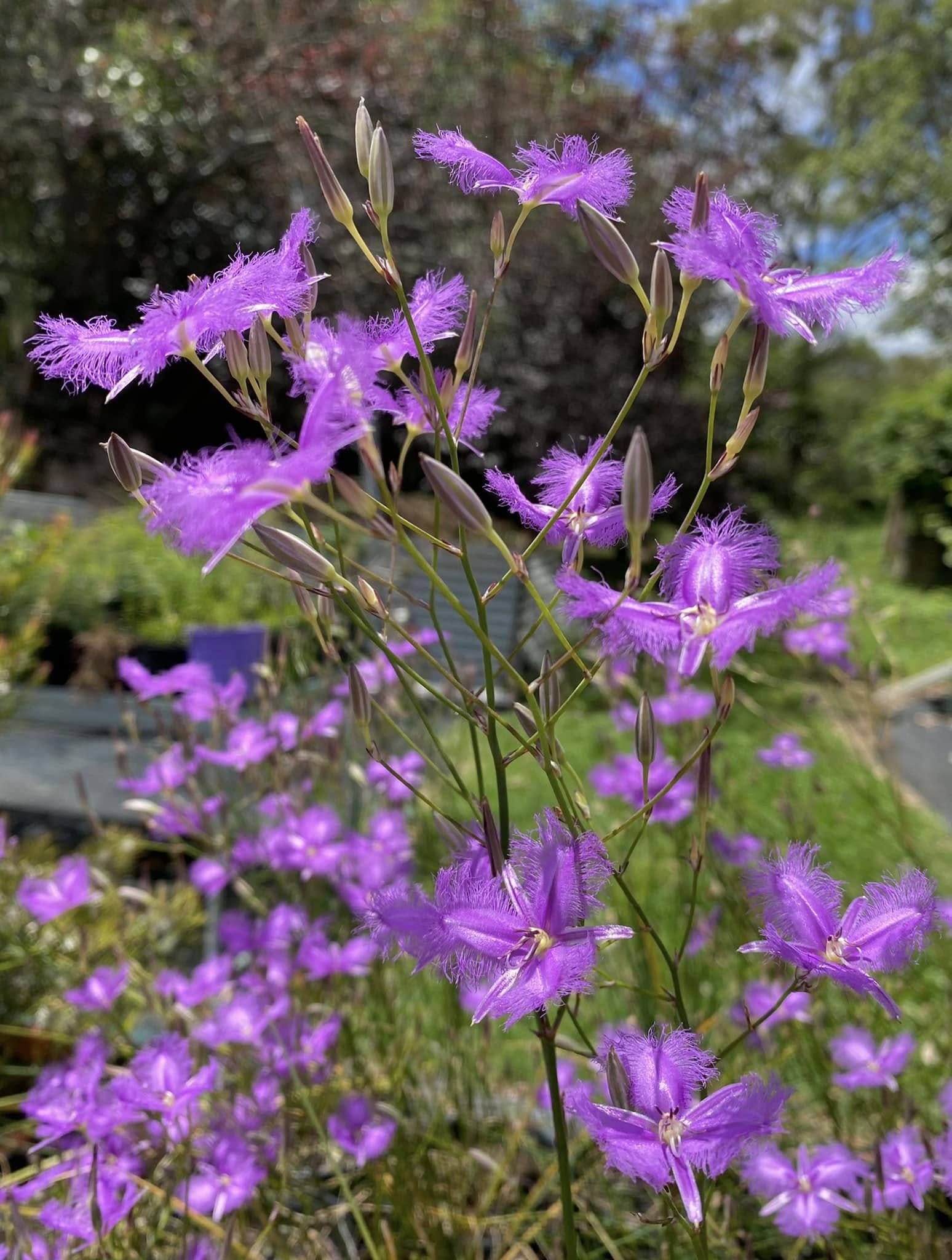 Thysanotus Tuberosus (Common Fringe Lily)