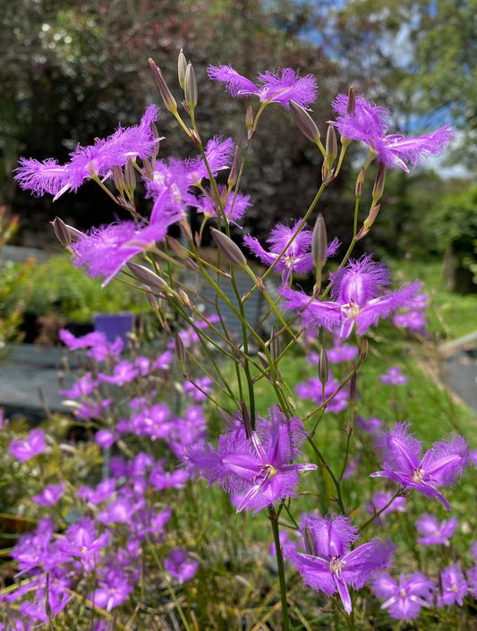Thysanotus Tuberosus (Common Fringe Lily)