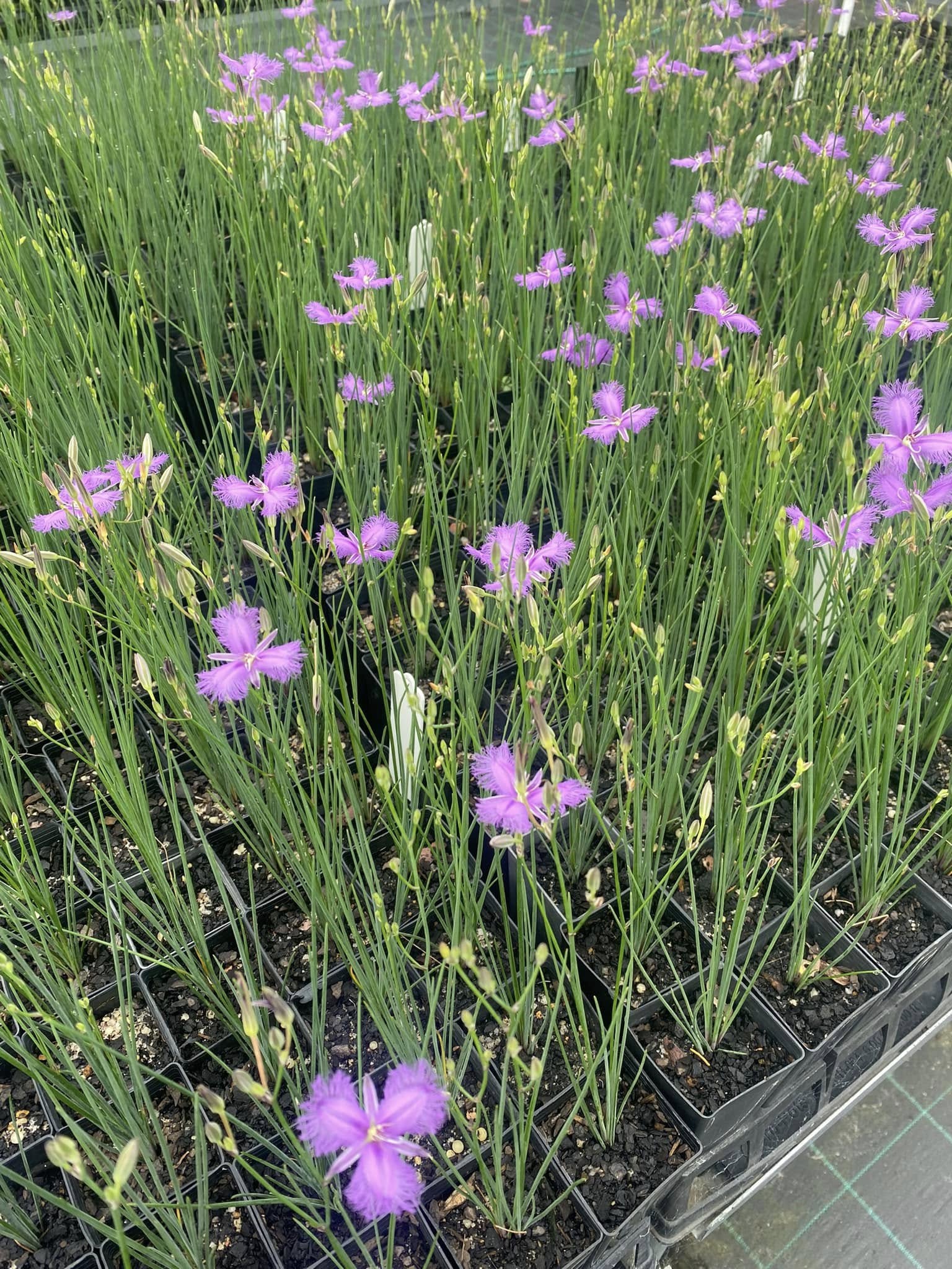 Thysanotus Tuberosus (Common Fringe Lily)