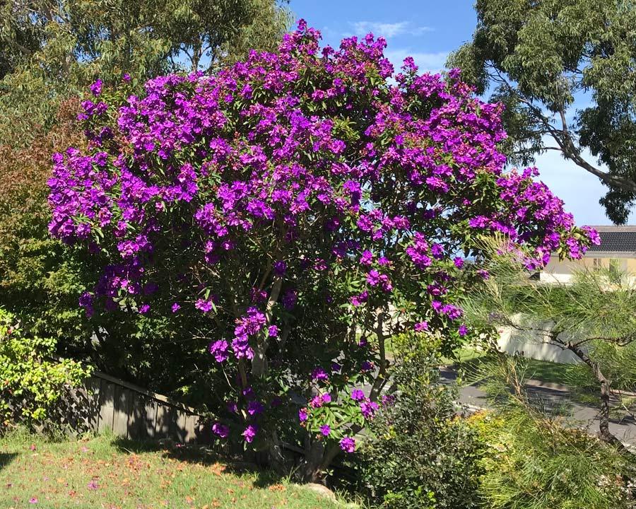 Tibouchina Lepidota 'Alstonville'