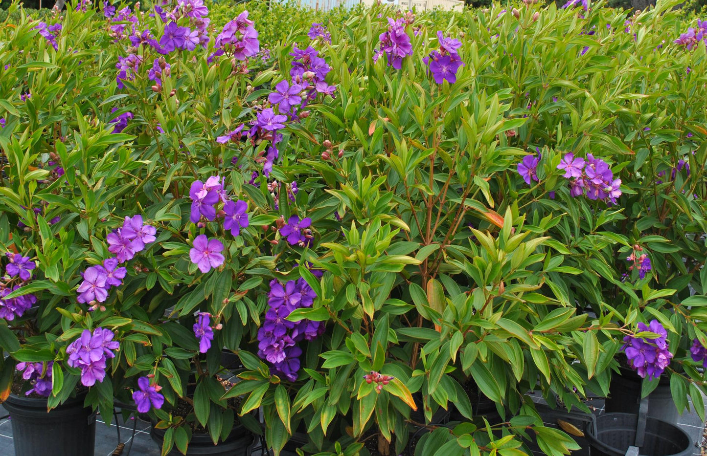 Tibouchina Lepidota 'Alstonville'
