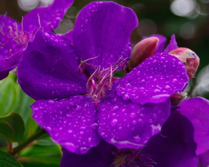 Tibouchina Lepidota 'Alstonville'