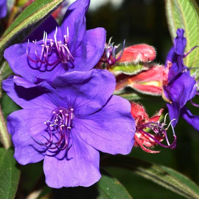 Tibouchina Lepidota 'Alstonville'