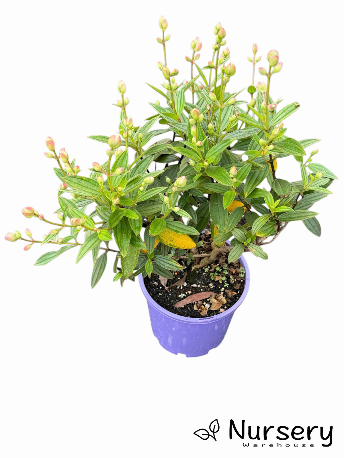 Tibouchina Granulosa Jules (Purple Glory Bush)