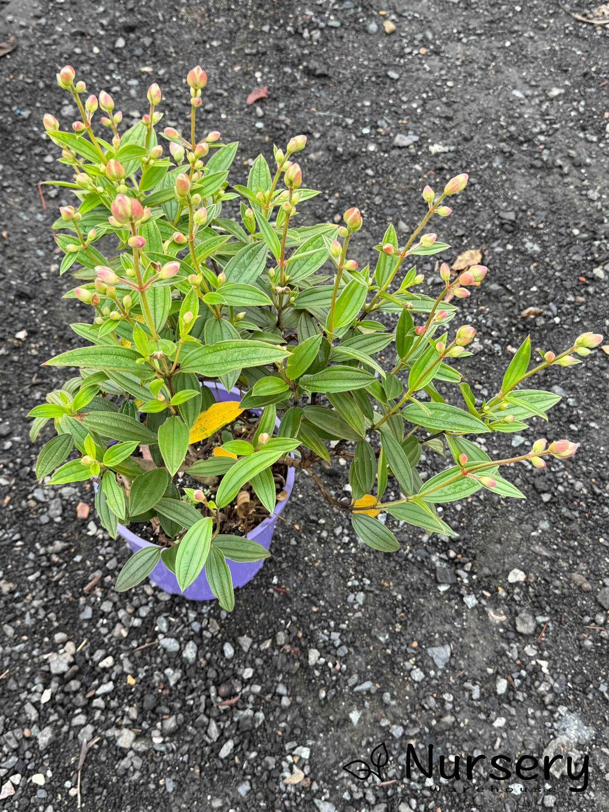 Tibouchina Granulosa Jules (Purple Glory Bush)