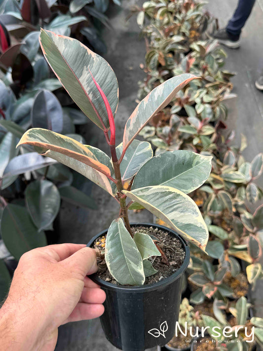 Ficus Elastica ‘Tineke’ (end of batch, undersized, not uniform)