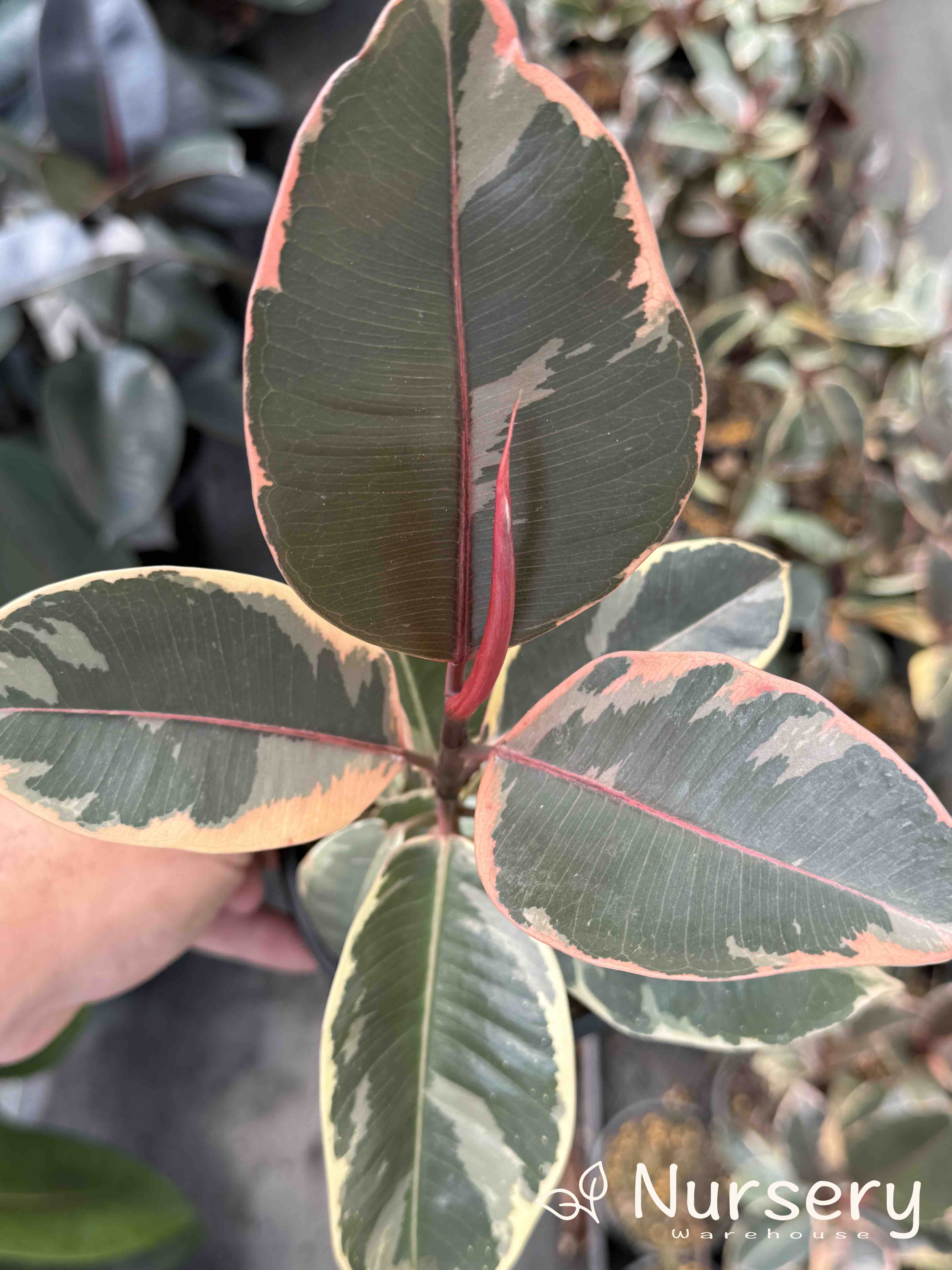 Ficus Elastica ‘Tineke’ (end of batch, undersized, not uniform)