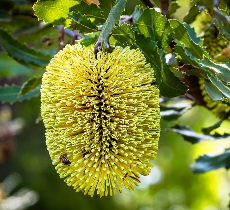 Banksia Lemanniana (Yellow Lantern Banksia)