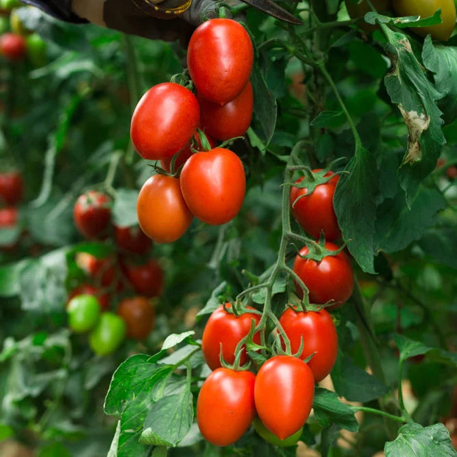 Lycopersicon Esculentum (Roma Tomato)