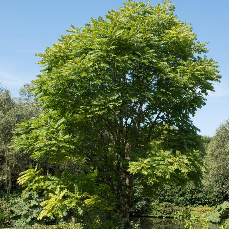 Toona Sinensis (Chinese Cedar)