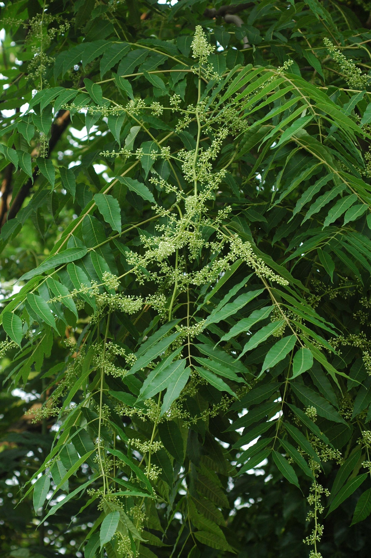 Toona Sinensis (Chinese Cedar)