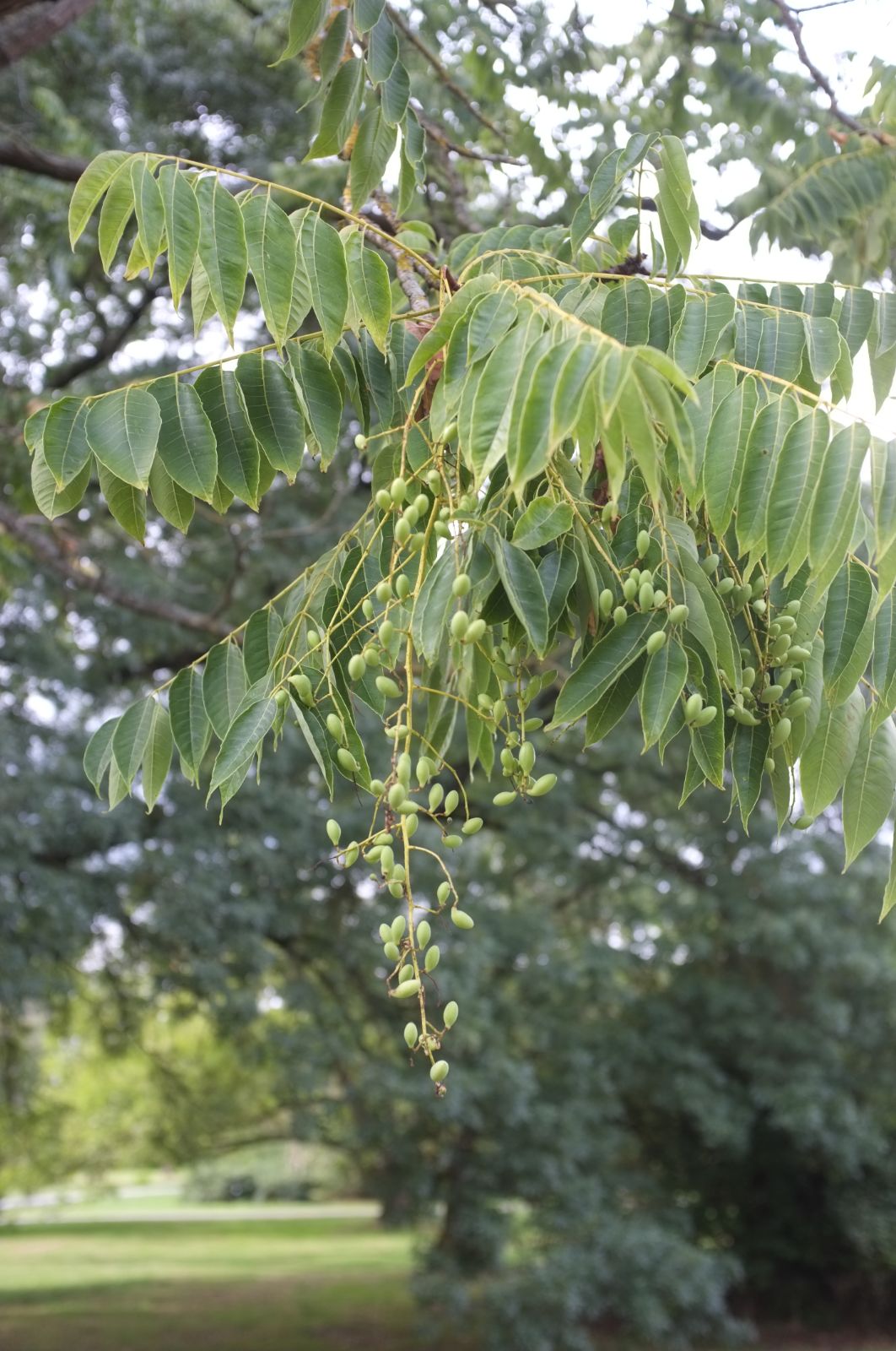 Toona Sinensis (Chinese Cedar)