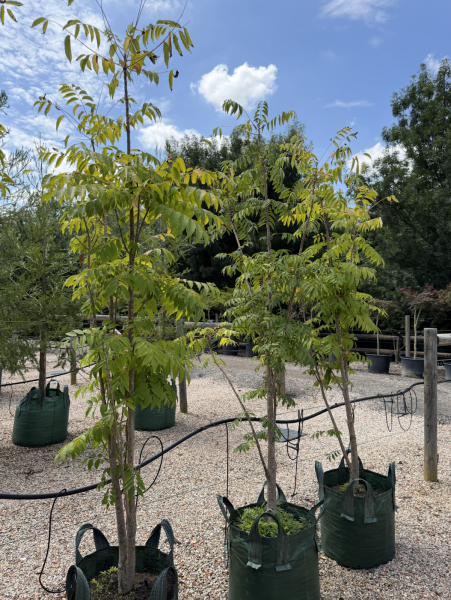 Toona Sinensis (Chinese Cedar) CLEARANCE