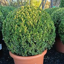 Buxus Sempervirens (English Box Topiary Balls)