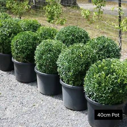 Buxus Sempervirens (English Box Topiary Balls)