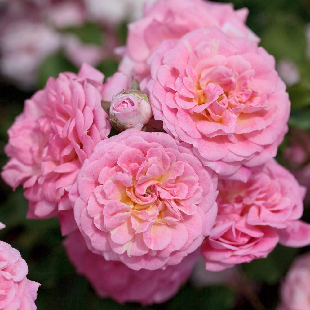Rosa DRIFT® Sweet Rose (Sweet Drift Groundcover Rose)